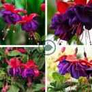 Purple Double Petals Fuchsia Flores 200 Seeds
