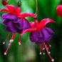 Purple Double Petals Fuchsia Flores 200 Seeds