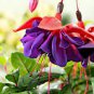 Purple Double Petals Fuchsia Flores 200 Seeds