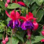 Purple Double Petals Fuchsia Flores 200 Seeds