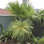 Chinese Fan Palm 20 Seeds
