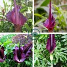 Giant Lily Voodoo Lily Plants Potted 200 Seeds