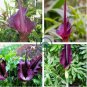 Giant Lily Voodoo Lily Plants Potted 200 Seeds