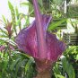 Giant Lily Voodoo Lily Plants Potted 200 Seeds