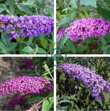 Imported Butterfly Bush Bonsai Buddleia Davidii 100 Seeds