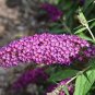 Imported Butterfly Bush Bonsai Buddleia Davidii 100 Seeds