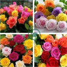 Rose Amazingly Beautiful Indoor Rainbow Roses 400 Seeds