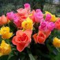 Rose Amazingly Beautiful Indoor Rainbow Roses 400 Seeds