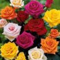 Rose Amazingly Beautiful Indoor Rainbow Roses 400 Seeds