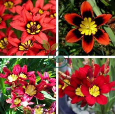 Balcony Potted Flowers Red Sparaxis Tricolor Rose Flowering 100 Seeds