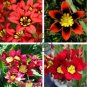 Balcony Potted Flowers Red Sparaxis Tricolor Rose Flowering 100 Seeds