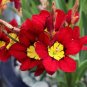 Balcony Potted Flowers Red Sparaxis Tricolor Rose Flowering 100 Seeds