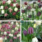 Mixed Snake's Head Persian Fritillary Bonsai Fritillaria Meleagris 200 Seeds
