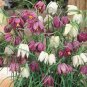 Mixed Snake's Head Persian Fritillary Bonsai Fritillaria Meleagris 200 Seeds