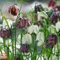 Mixed Snake's Head Persian Fritillary Bonsai Fritillaria Meleagris 200 Seeds