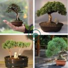 Mini Juniper Bonsai Tree 100 Seeds