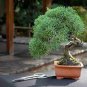 Mini Juniper Bonsai Tree 100 Seeds
