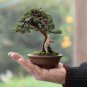 Mini Juniper Bonsai Tree 100 Seeds