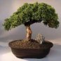 Mini Juniper Bonsai Tree 100 Seeds