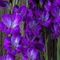 Big Violet Gladiolus Bonsai Garden Plants 200 Seeds