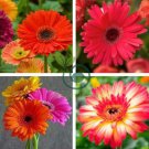 Gerbera Daisy Bonsai New Hybrids 200 Seeds