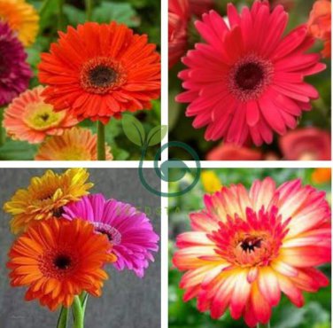 Gerbera Daisy Bonsai New Hybrids 200 Seeds