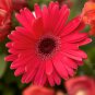 Gerbera Daisy Bonsai New Hybrids 200 Seeds