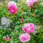 Creepers Flowers Rosa 200 Seeds