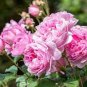 Creepers Flowers Rosa 200 Seeds