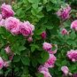 Creepers Flowers Rosa 200 Seeds