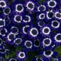 Florists Cineraria Bonsai 200 Seeds