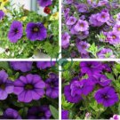 Mini Calibrchoa Million Bells Annual Flower Bonsai 200 Seeds