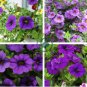 Mini Calibrchoa Million Bells Annual Flower Bonsai 200 Seeds
