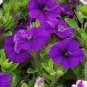 Mini Calibrchoa Million Bells Annual Flower Bonsai 200 Seeds