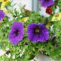 Mini Calibrchoa Million Bells Annual Flower Bonsai 200 Seeds