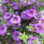 Mini Calibrchoa Million Bells Annual Flower Bonsai 200 Seeds