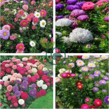 Chinese Aster 200 Seeds