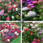Chinese Aster 200 Seeds