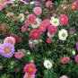 Chinese Aster 200 Seeds