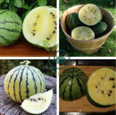 Snow Pear Water Melon 20 Seeds