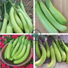 Taiwan Green Long Eggplant F1 20 Seeds