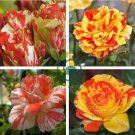 ORANGE INTUITION ROSE 800 Seeds