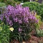 Mixed Beardtongues Penstemon Perennial Flowering Plant 100 Seeds