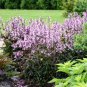 Mixed Beardtongues Penstemon Perennial Flowering Plant 100 Seeds