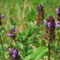 Prunella Herb Perennial Plant 40 Seeds
