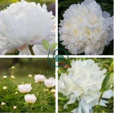Light Fragrant Peony Flower Plant 10 Seeds