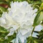 Light Fragrant Peony Flower Plant 10 Seeds