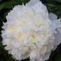 Light Fragrant Peony Flower Plant 10 Seeds