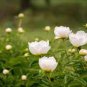 Light Fragrant Peony Flower Plant 10 Seeds
