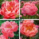 Heirloom Multi-petalled Pink Peony Tree 'Wu Zhi' Flower 10 Seeds